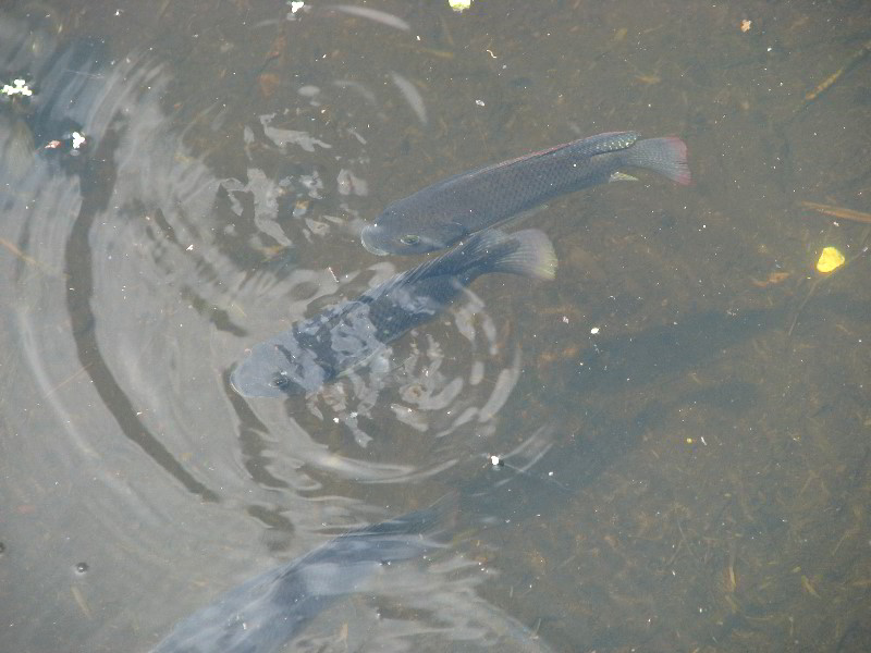 Wakodahatchee-Wetlands-Delray-Beach-FL-073