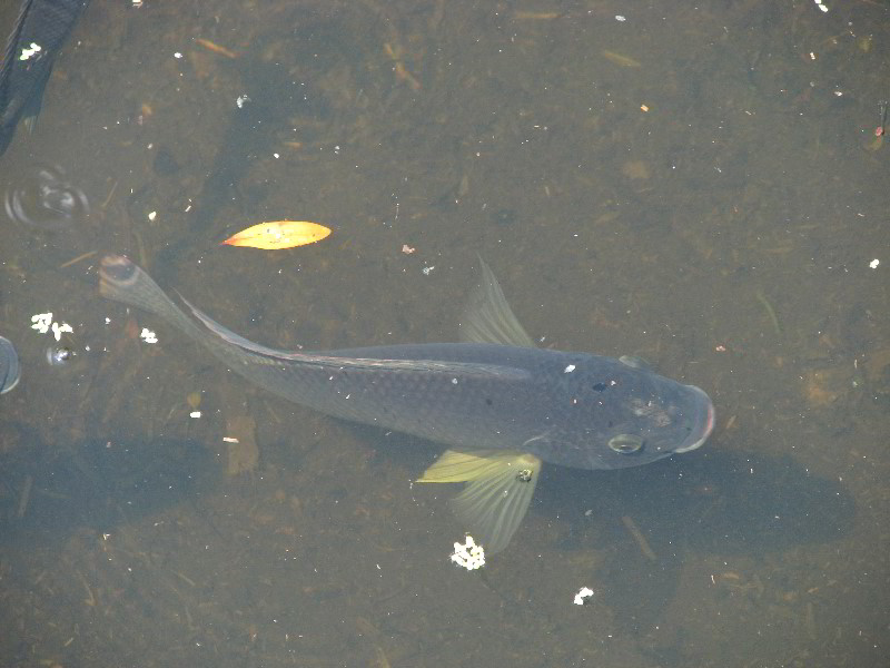 Wakodahatchee-Wetlands-Delray-Beach-FL-074