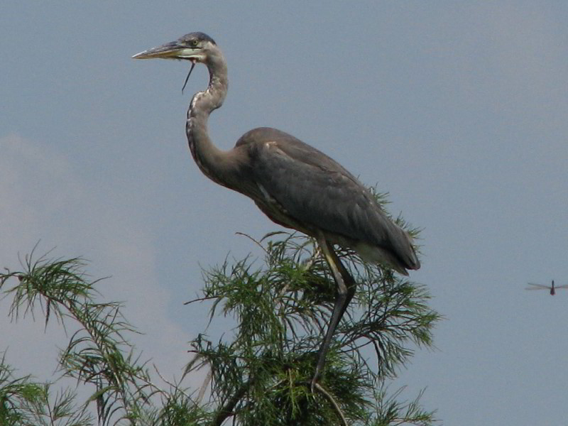 Wakodahatchee-Wetlands-Delray-Beach-FL-075