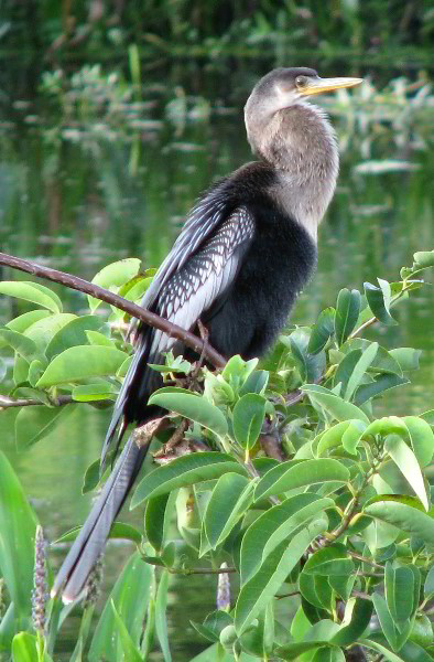 Wakodahatchee-Wetlands-Delray-Beach-FL-077