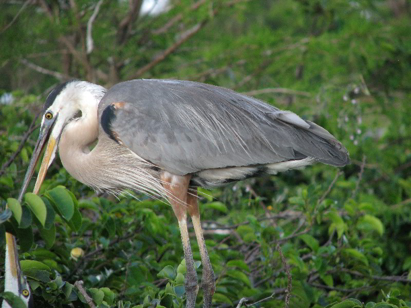 Wakodahatchee-Wetlands-Delray-Beach-FL-078