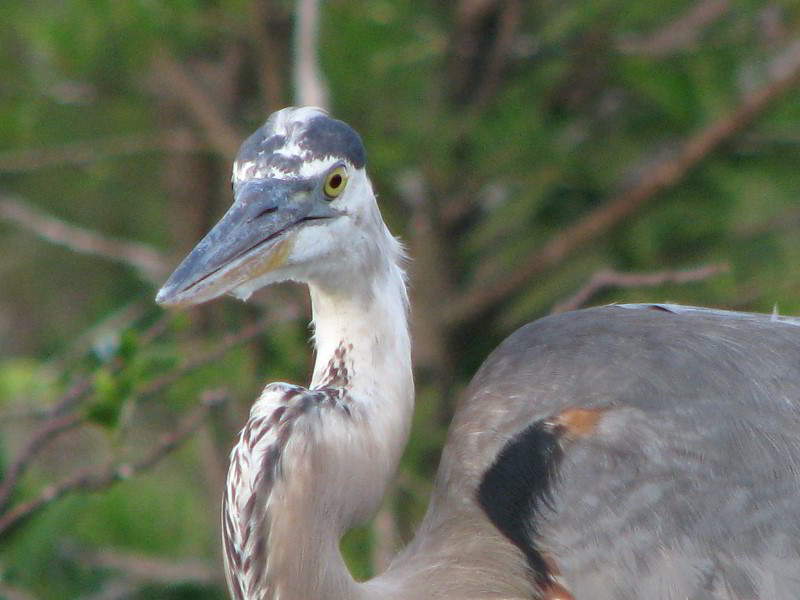 Wakodahatchee-Wetlands-Delray-Beach-FL-079