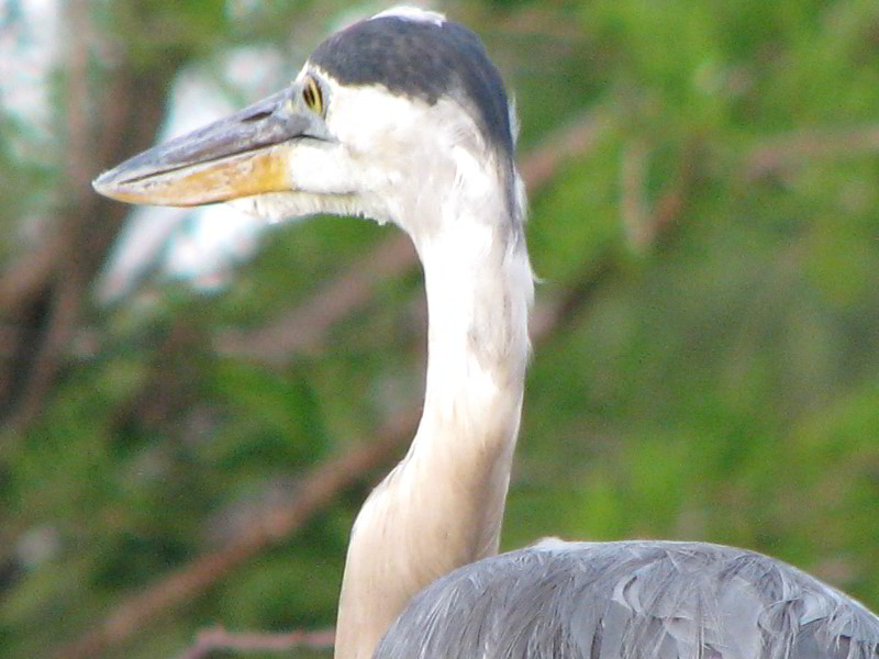 Wakodahatchee-Wetlands-Delray-Beach-FL-080