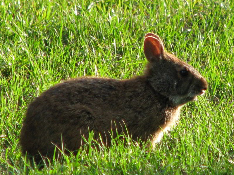 Wakodahatchee-Wetlands-Delray-Beach-FL-081
