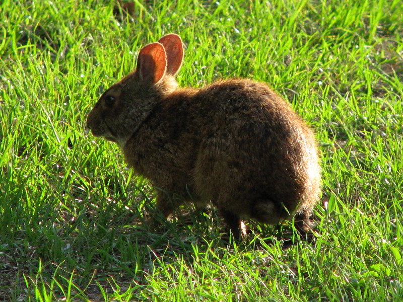 Wakodahatchee-Wetlands-Delray-Beach-FL-084