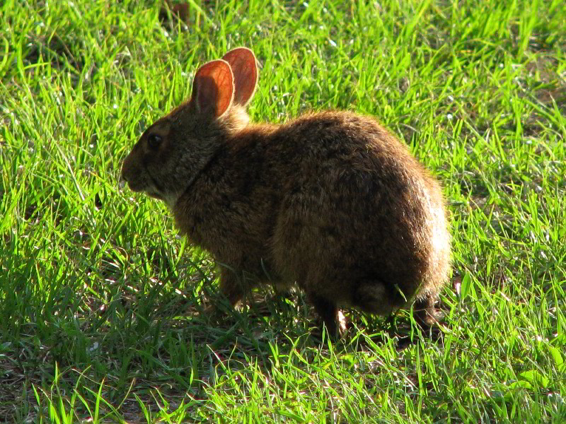 Wakodahatchee-Wetlands-Delray-Beach-FL-084