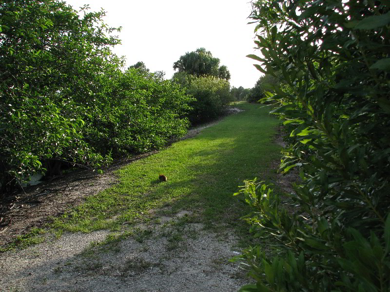 Wakodahatchee-Wetlands-Delray-Beach-FL-085