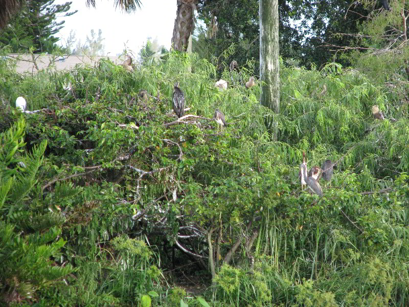 Wakodahatchee-Wetlands-Delray-Beach-FL-086