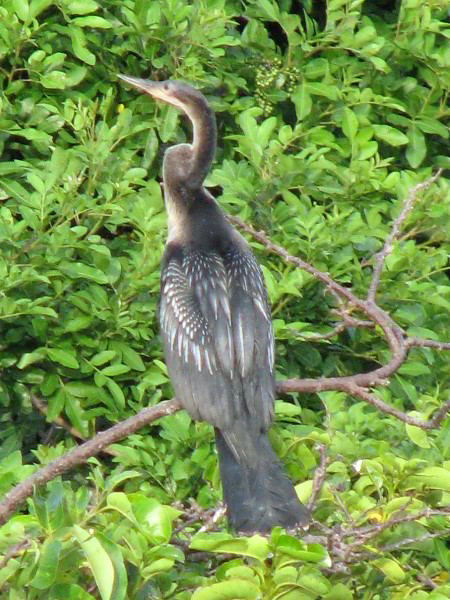 Wakodahatchee-Wetlands-Delray-Beach-FL-087