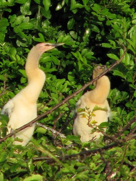 Wakodahatchee-Wetlands-Delray-Beach-FL-088