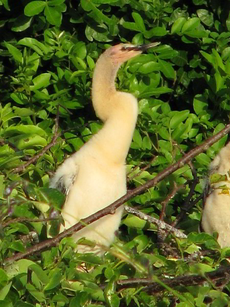 Wakodahatchee-Wetlands-Delray-Beach-FL-089