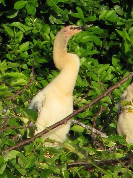 Wakodahatchee-Wetlands-Delray-Beach-FL-089