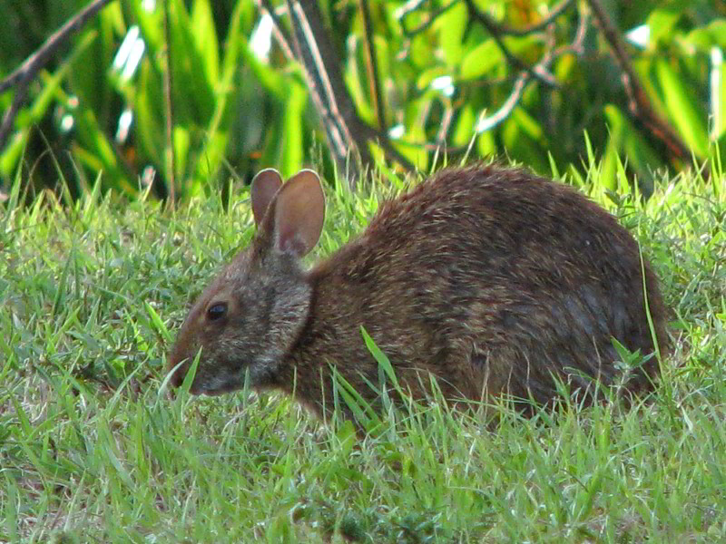 Wakodahatchee-Wetlands-Delray-Beach-FL-090