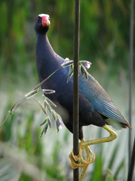 Wakodahatchee-Wetlands-Delray-Beach-FL-091