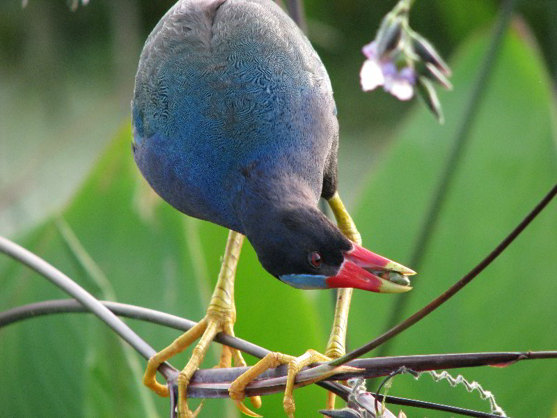 Wakodahatchee-Wetlands-Delray-Beach-FL-092