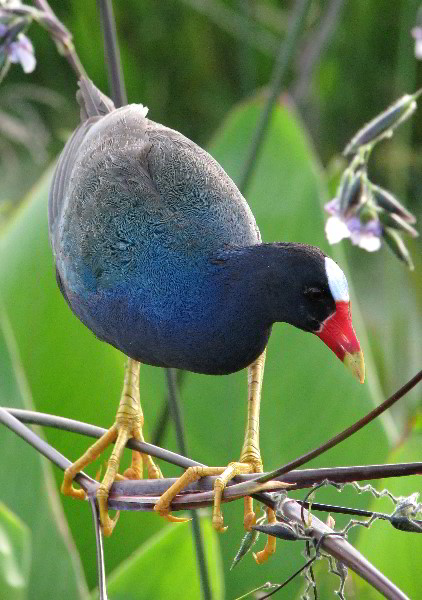 Wakodahatchee-Wetlands-Delray-Beach-FL-093