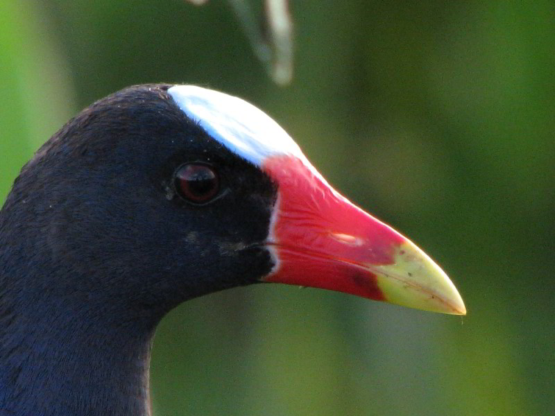 Wakodahatchee-Wetlands-Delray-Beach-FL-094