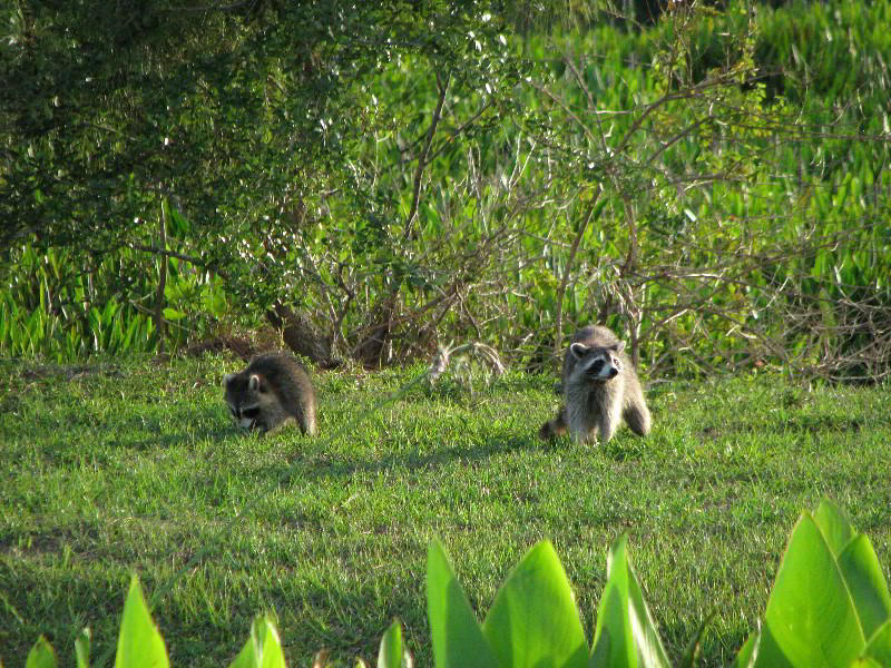 Wakodahatchee-Wetlands-Delray-Beach-FL-095
