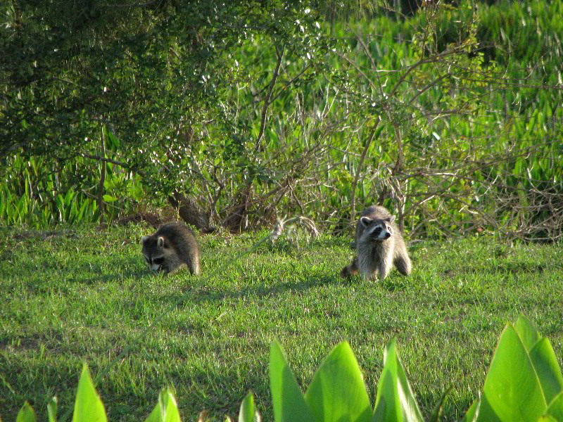 Wakodahatchee-Wetlands-Delray-Beach-FL-095