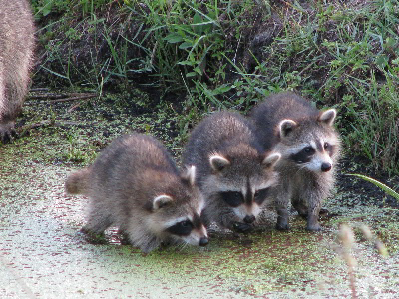 Wakodahatchee-Wetlands-Delray-Beach-FL-096