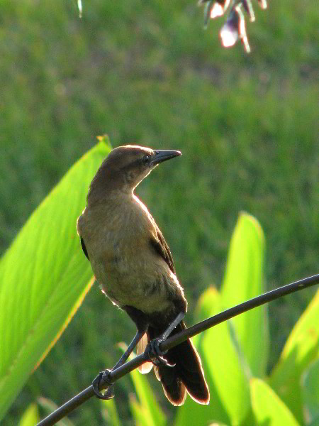 Wakodahatchee-Wetlands-Delray-Beach-FL-097