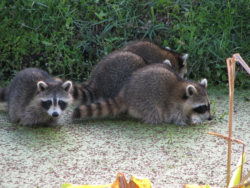 Wakodahatchee-Wetlands-Delray-Beach-FL-098