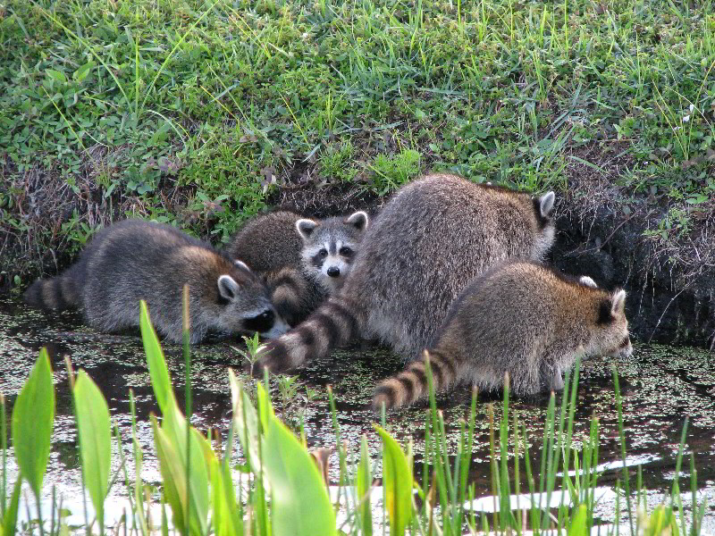 Wakodahatchee-Wetlands-Delray-Beach-FL-099