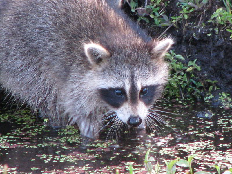 Wakodahatchee-Wetlands-Delray-Beach-FL-100