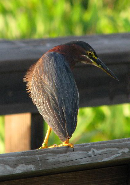 Wakodahatchee-Wetlands-Delray-Beach-FL-101