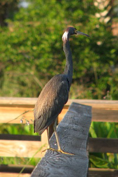 Wakodahatchee-Wetlands-Delray-Beach-FL-102