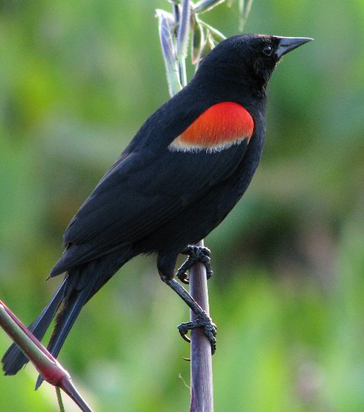 Wakodahatchee-Wetlands-Delray-Beach-FL-103