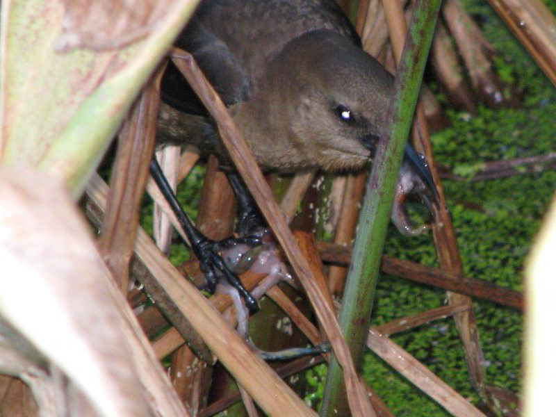 Wakodahatchee-Wetlands-Delray-Beach-FL-105