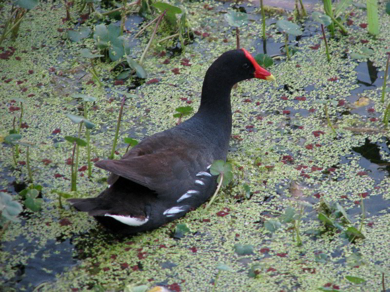 Wakodahatchee-Wetlands-Delray-Beach-FL-106