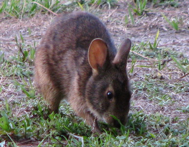 Wakodahatchee-Wetlands-Delray-Beach-FL-108