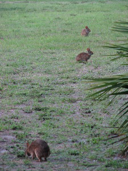 Wakodahatchee-Wetlands-Delray-Beach-FL-109