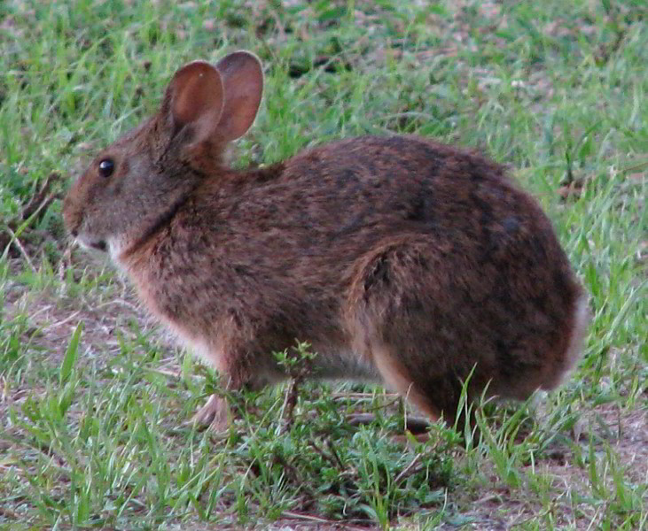 Wakodahatchee-Wetlands-Delray-Beach-FL-110