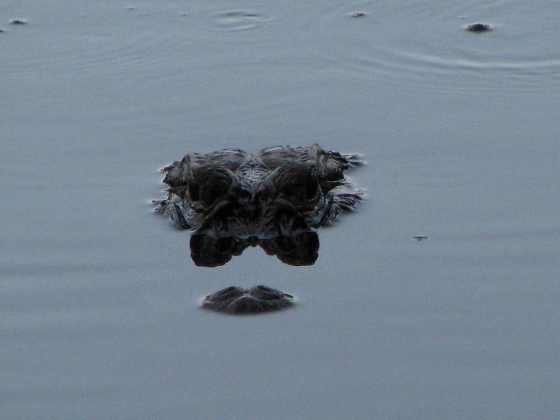 Wakodahatchee-Wetlands-Delray-Beach-FL-111