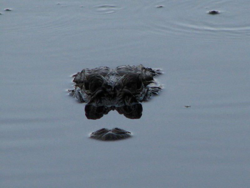 Wakodahatchee-Wetlands-Delray-Beach-FL-111