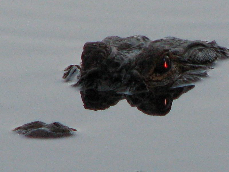 Wakodahatchee-Wetlands-Delray-Beach-FL-113