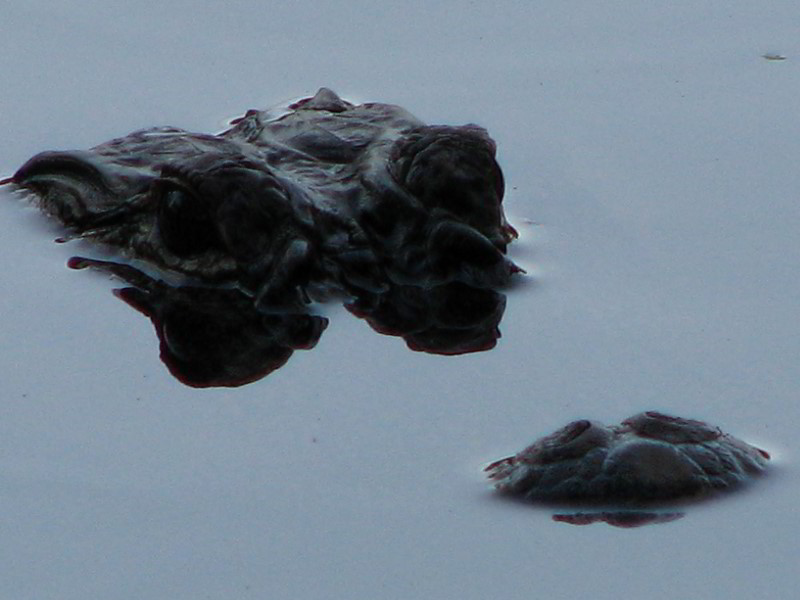 Wakodahatchee-Wetlands-Delray-Beach-FL-114