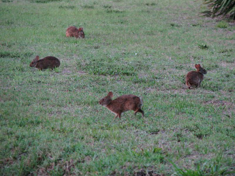 Wakodahatchee-Wetlands-Delray-Beach-FL-115