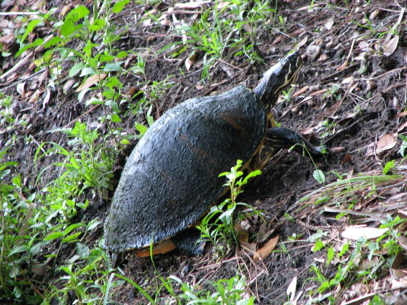 Wakodahatchee-Wetlands-Delray-Beach-FL-117