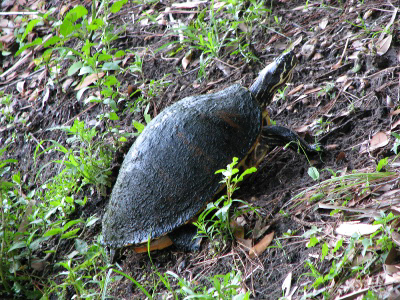 Wakodahatchee-Wetlands-Delray-Beach-FL-117