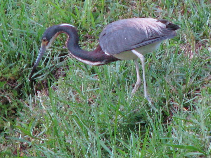 Wakodahatchee-Wetlands-Delray-Beach-FL-118