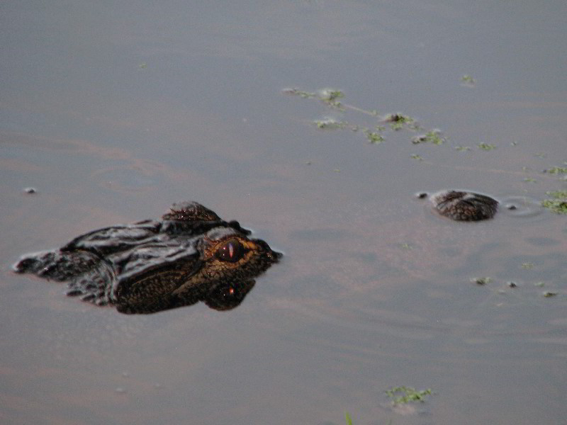 Wakodahatchee-Wetlands-Delray-Beach-FL-119