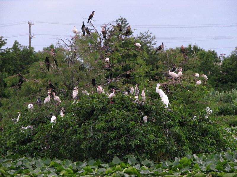 Wakodahatchee-Wetlands-Delray-Beach-FL-122