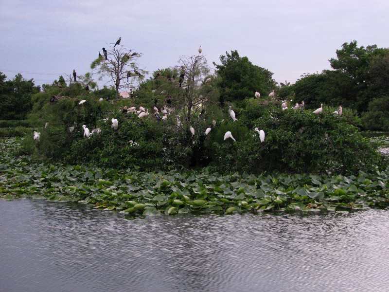 Wakodahatchee-Wetlands-Delray-Beach-FL-123