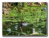 Wakodahatchee-Wetlands-Delray-Beach-FL-006