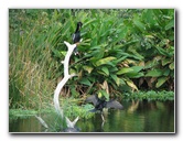 Wakodahatchee-Wetlands-Delray-Beach-FL-010