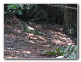 Wakodahatchee-Wetlands-Delray-Beach-FL-015